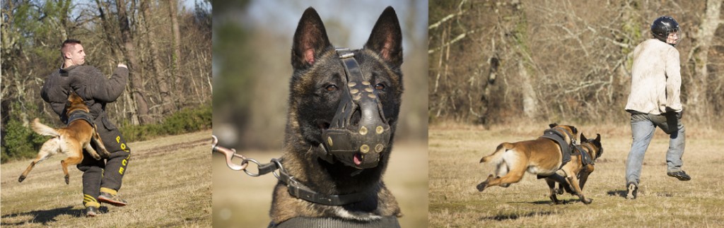 La brigade canine de Bordeaux, une unité d'élite au sein de la police