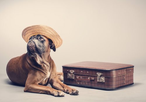 Partir en vacances avec son chien