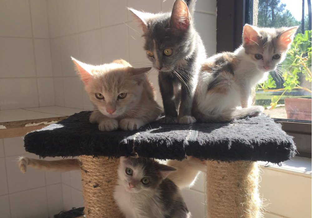 Chatons à adopter (et baptiser)!