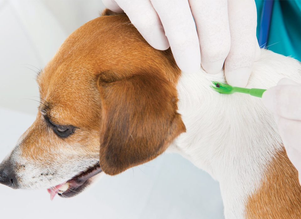 traitement-anti-antiparasitaire-chien
