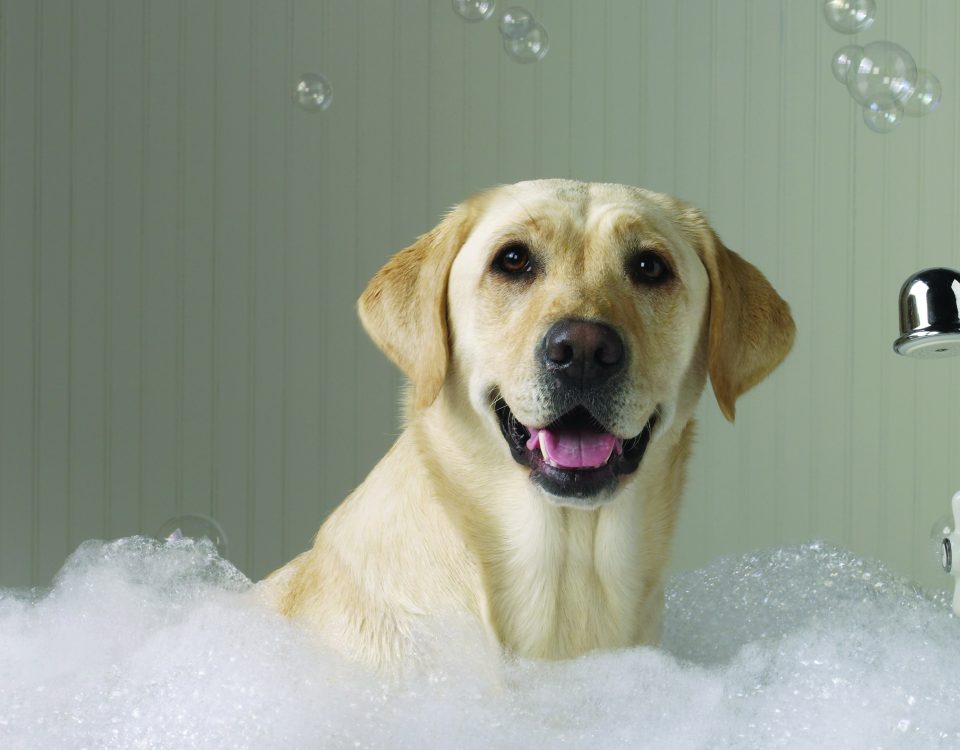 chien adoption chose savoir