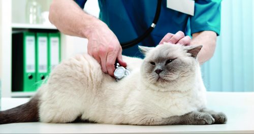chat-hypertension-vétérinaire