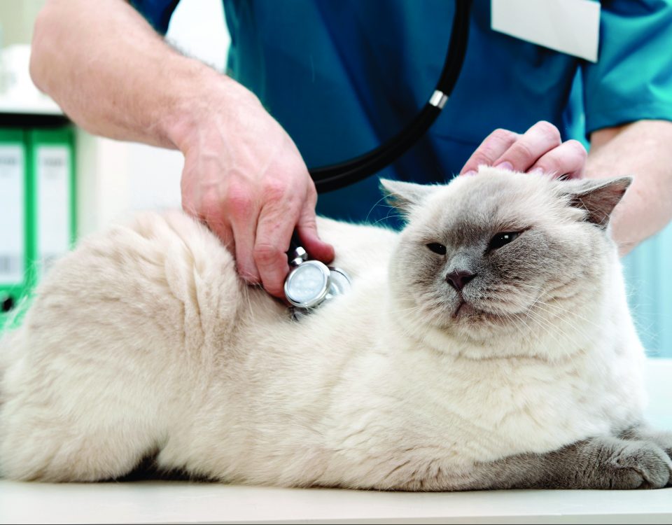 chat-hypertension-vétérinaire
