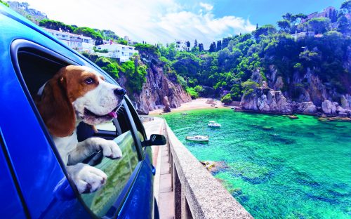 Chien-voiture-camping-car-mer-vacances