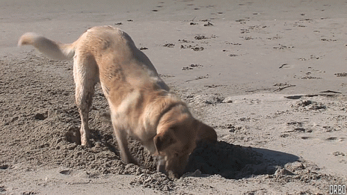 chien qui creuse