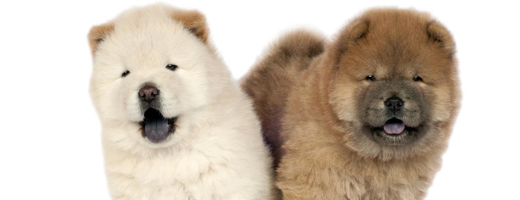 chow-chow-city-pattes