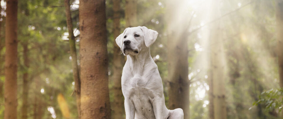 chien-assistance-judiciaire