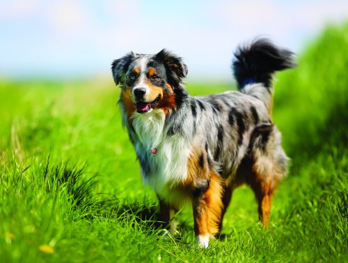 leishmaniose-chien-extension-city-pattes leishmaniose-chien-city-pattes
