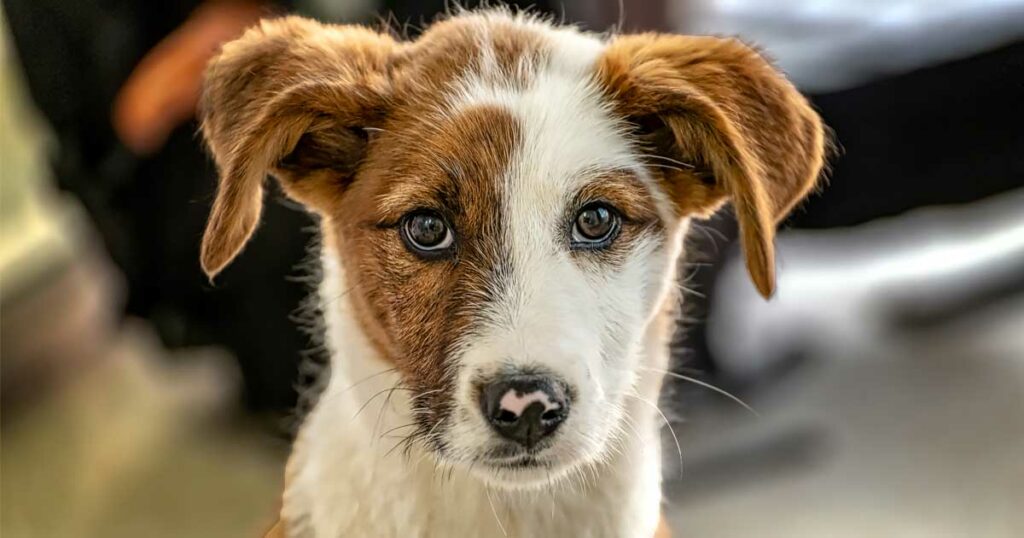 Comment S'appelle Le Chien De La Photo Pix