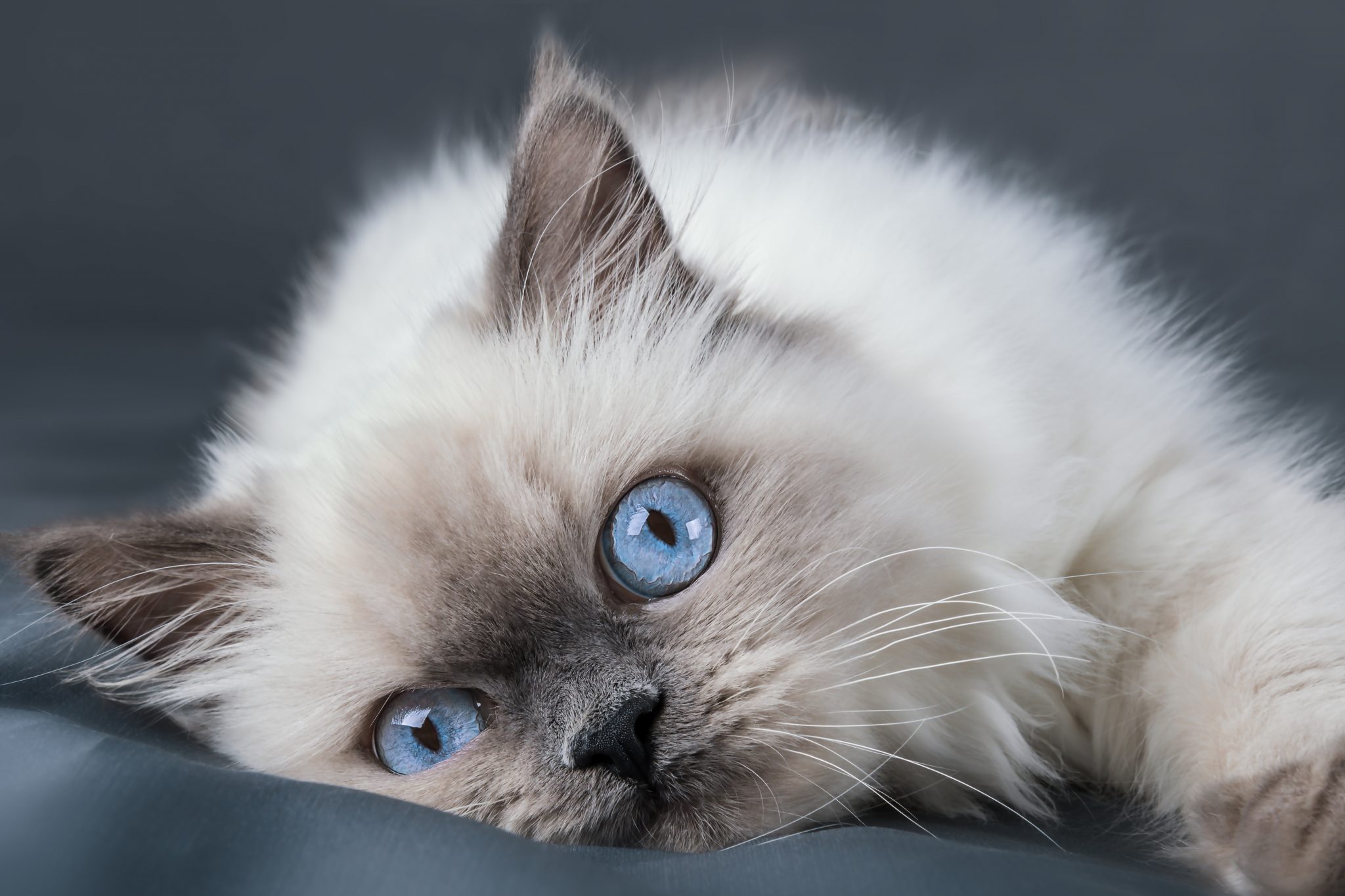 Le Ragdoll, le chat idéal