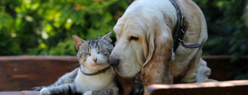 city_pattes_vaccination_chien-chat