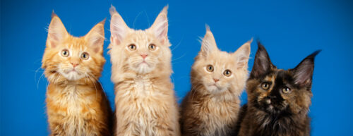 city-pattes-chatons-mainecoon