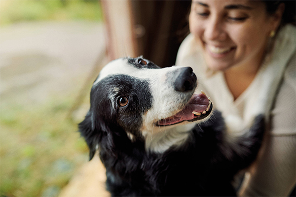 chien border collie blog city pattes ou partir avec son chien en france cet ete