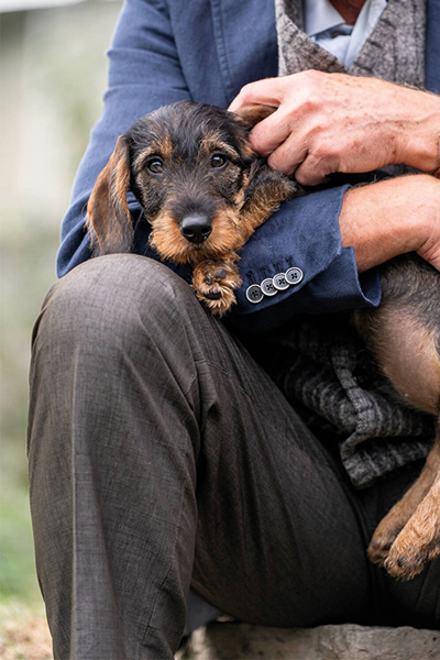 chiot teckel adoption été blog city pattes