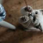 chaton qui s'amuse animal préféré des étudiants city pattes