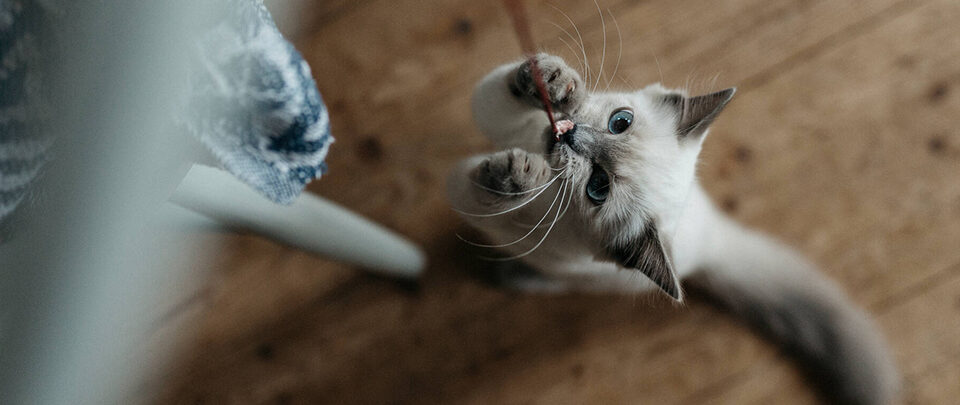 chaton qui s'amuse animal préféré des étudiants city pattes