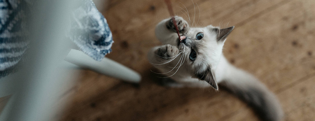 chaton qui s'amuse animal préféré des étudiants city pattes