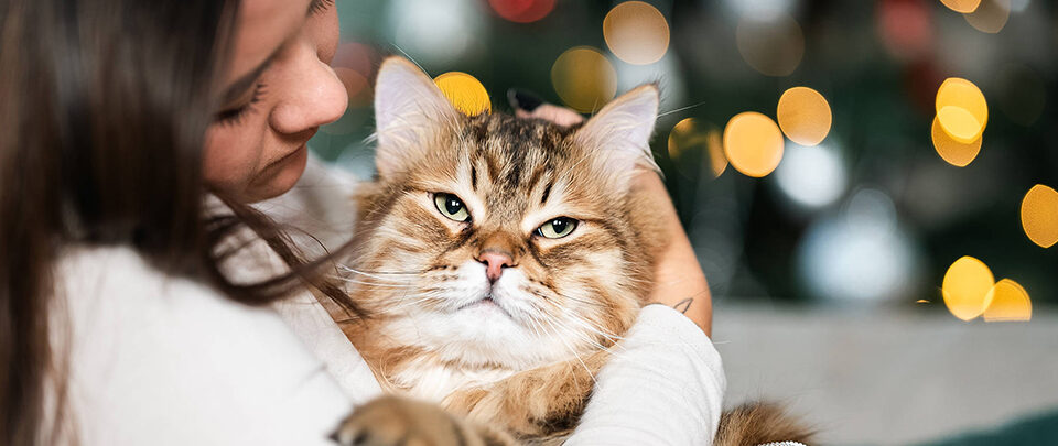 chat dans les bras de sa propriétaire période de noël