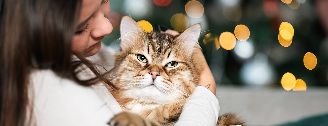 chat dans les bras de sa propriétaire période de noël