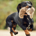 chien teckel avec peluche dans la gueule divorce loi City Pattes