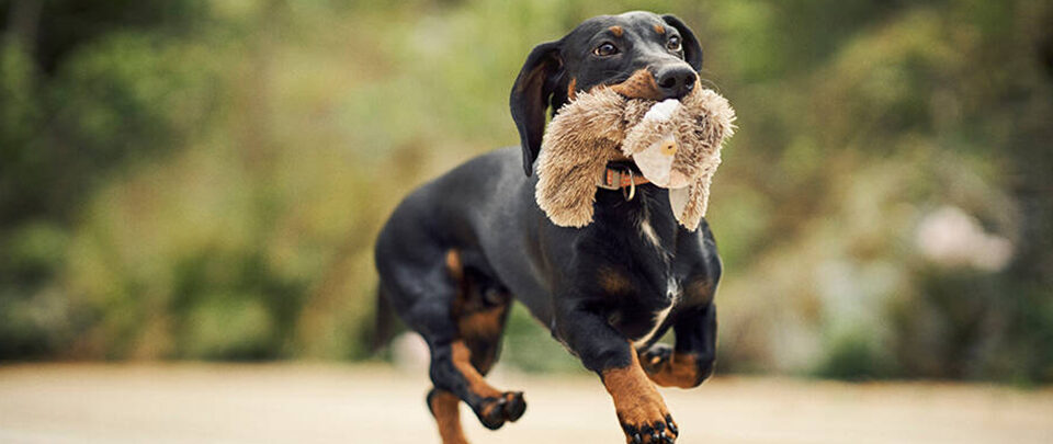 chien teckel avec peluche dans la gueule divorce loi City Pattes