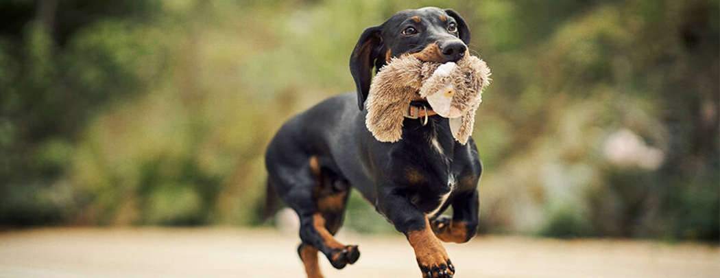 chien teckel avec peluche dans la gueule divorce loi City Pattes