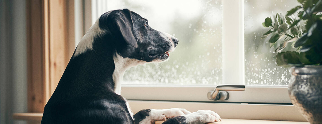 Un chien noir guette par la fenêtre le retour de son maître city pattes comportement chien chat