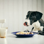 Accidents domestiques, risques insoupçonnés pour nos animaux