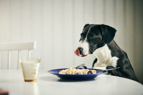 Accidents domestiques, risques insoupçonnés pour nos animaux