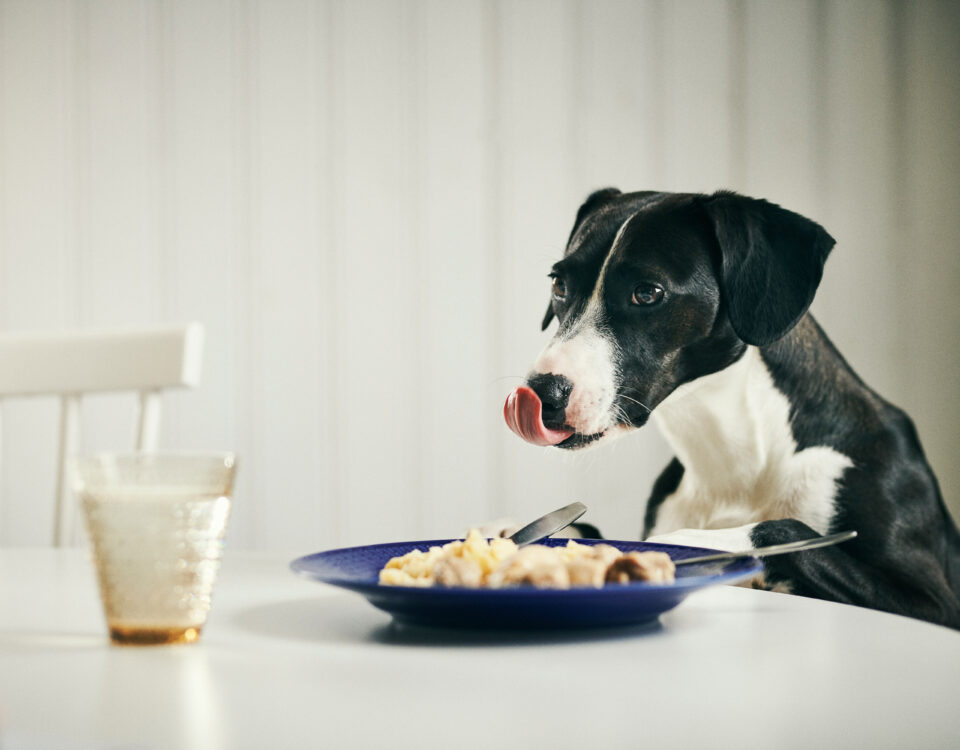 Accidents domestiques, risques insoupçonnés pour nos animaux