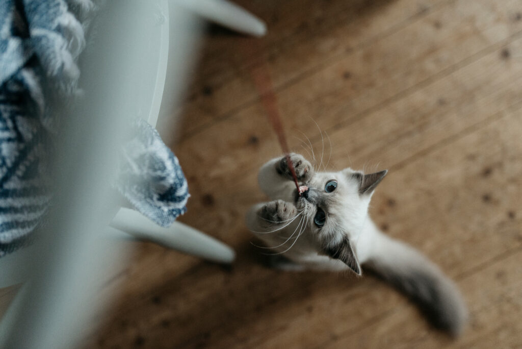Accidents domestiques, risques insoupçonnés pour nos animaux