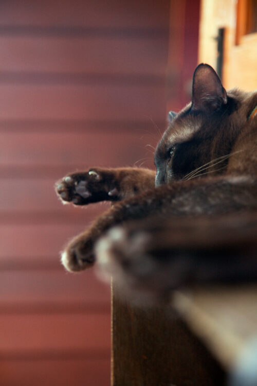 Léchage compulsif chat