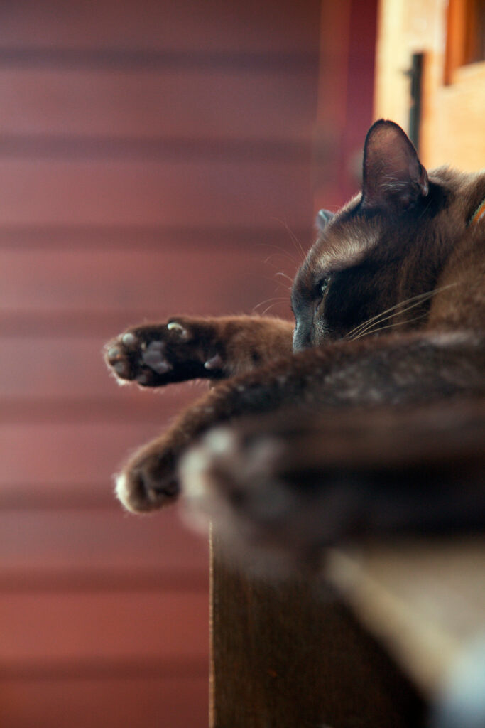 Léchage compulsif chat