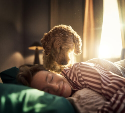 Sapin de noël , danger pour nos animaux, aliments de fête dangers pour nos animaux