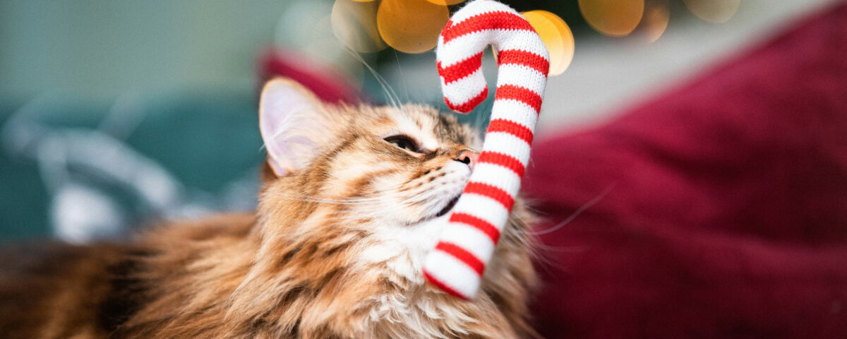 Sapin de noël, danger pour nos animaux, aliments de fête dangereux pour nos animaux