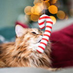 Sapin de noël, danger pour nos animaux, aliments de fête dangereux pour nos animaux