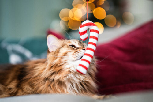 Sapin de noël, danger pour nos animaux, aliments de fête dangereux pour nos animaux