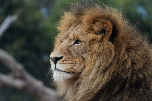 Greffe osseuse Lion Yembé, OSt laboratoire, lion sauvé par l'allogreffe