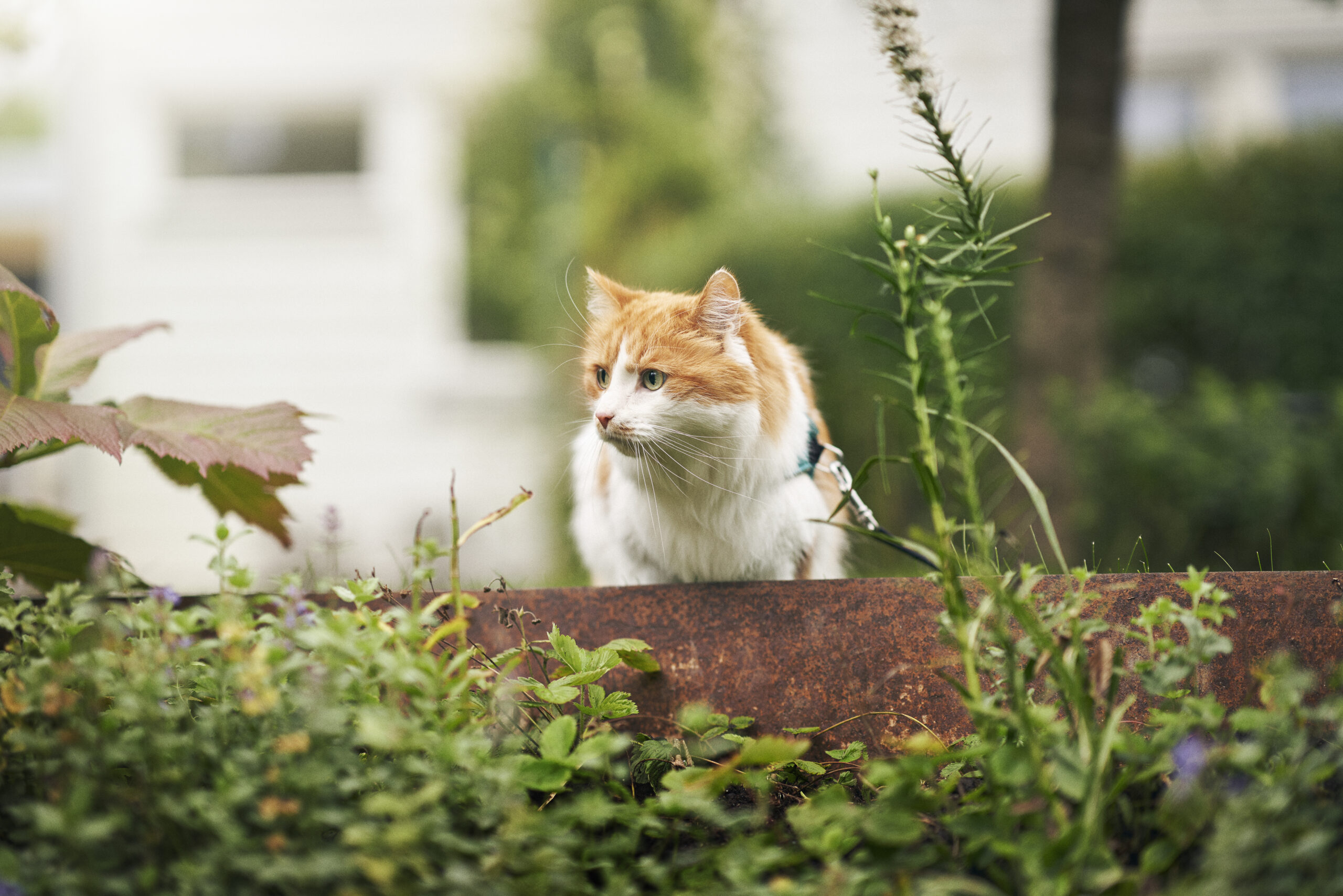 chat extérieur pollen allergies saisonnières animal