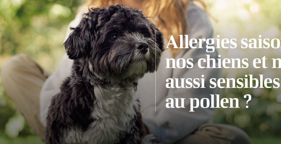 chien extérieur pollen allergies saisonnières animal