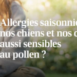 chien extérieur pollen allergies saisonnières animal