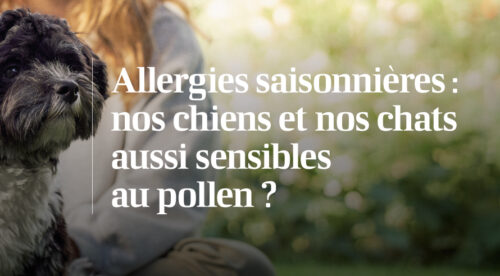 chien extérieur pollen allergies saisonnières animal