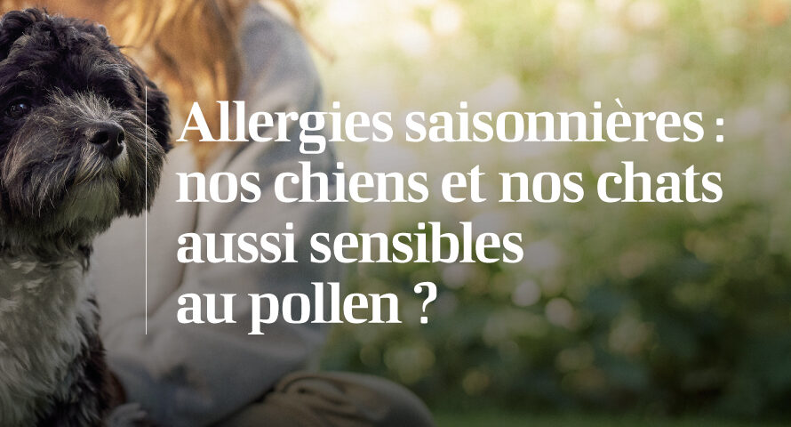 chien extérieur pollen allergies saisonnières animal