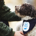 chien balade des chiens agria soutien spa animaux abandonnés