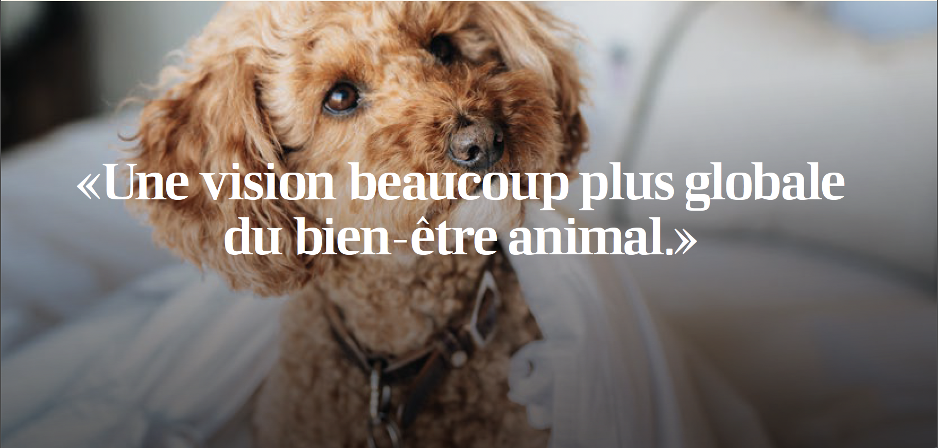 bien-être animal suède france comparaison chiens chats
