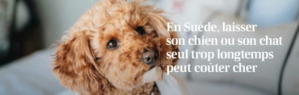 chien seul réglementation bien-être animal suède