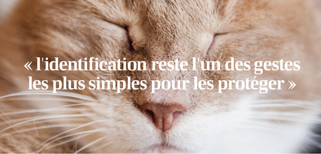 Gros plan sur un chat illustrant l'importance de l'identification des chats pour assurer leur sécurité, faciliter leur retour en cas de perte et répondre aux obligations légales.